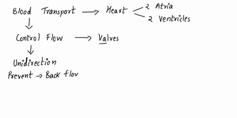 blood-is-transported-throughout-the-body-through-both-arteries-and-veins-but-a-significant-difference-between-the-two-is-the-presence-of-valves-in-veins-some-people-develop-chronic-venous-di-22363