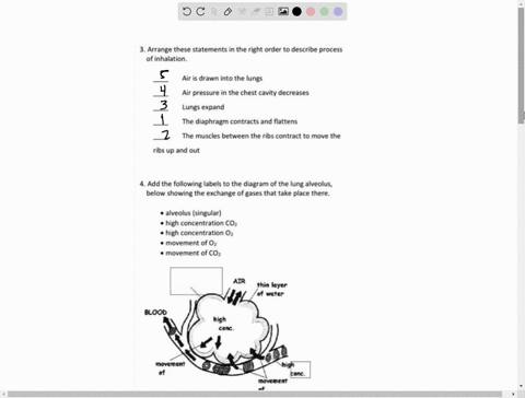 arrange-these-statements-in-the-right-order-t0-describe-process-of-inhalation-air-is-drawn-into-the-iungs-air-pressure-in-the-chest-cavity-decreases-lungs-expand-the-diaphragm-contracts-and-27225