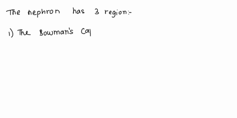 27-the-nephron-has-three-regions-capsule-the-loop-of-henle_-and-the-distal-tubule-the-bowman-the-renal-pelvis-the-loop-of-henle-and-the-distal-tubule-the-proximal-tubule-the-loop-of-henle-an-10081