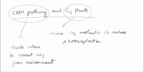 in-c4-and-cam-plants-carbon-dioxide-is-fixed-in-the-_____-of-mesophyll-cells-in-c4-and-cam-plants-carbon-dioxide-is-fixed-in-the-_____-of-mesophyll-cells-cytoplasm-stroma-stomata-grana-thyla-35386
