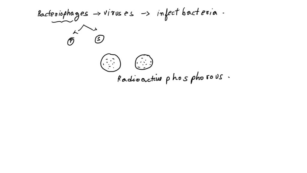 SOLVED Bacteriophages are viruses that infect bacteria. In an