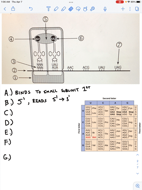 1-the-diagram-shows-an-early-stage-of-elongation-in-e-coli-which-will-proceed-from-left-to-right-the-questions-that-follow-relate-to-the-numbered-parts-of-the-figure-n-4n8-aac-acg-uau-uag-do-46124