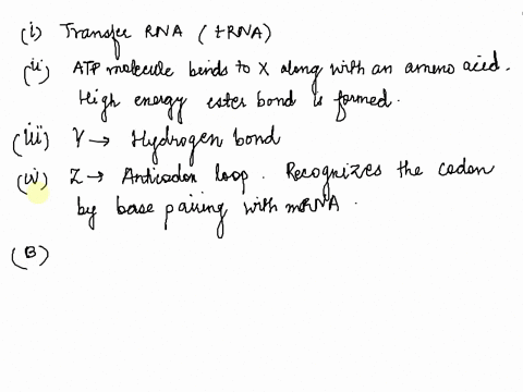 question-i1-marks-the-diagram-below-shows-an-rna-molecule-what-specific-type-of-rna-is-represented-in-the-diagram-what-molecule-binds-t0-part-x-what-is-the-name-of-the-bond-formed-what-is-th-10363