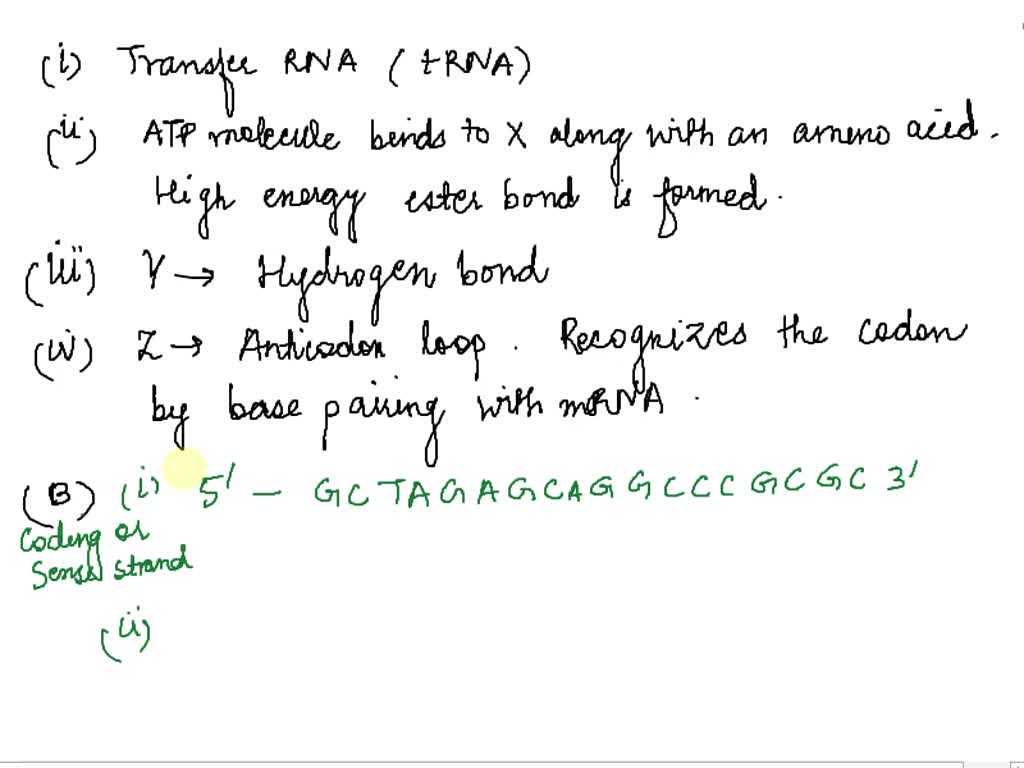 SOLVED: Question (1 mark): The diagram below shows an RNA molecule ...