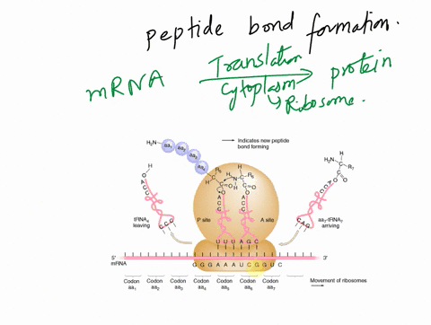 peptide-bond-formation-involves-the-transfer-of-the-growing-polypeptide-chain-to-the-n-terminus-of-the-amino-acid-attached-to-the-a-site-trna-true-false-87846