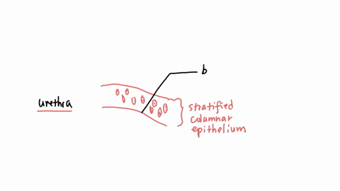 tissue-slide-9