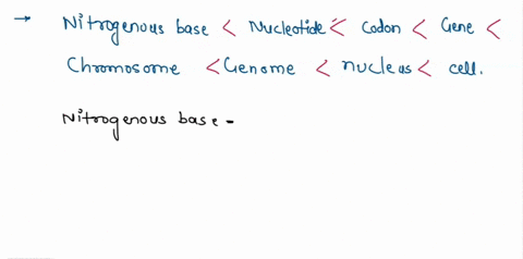 put-the-following-in-order-from-smallest-to-largest-nucleotido-genomeoitogegousbdec-eenes-nucleus-cell-codon-chromosome-13208