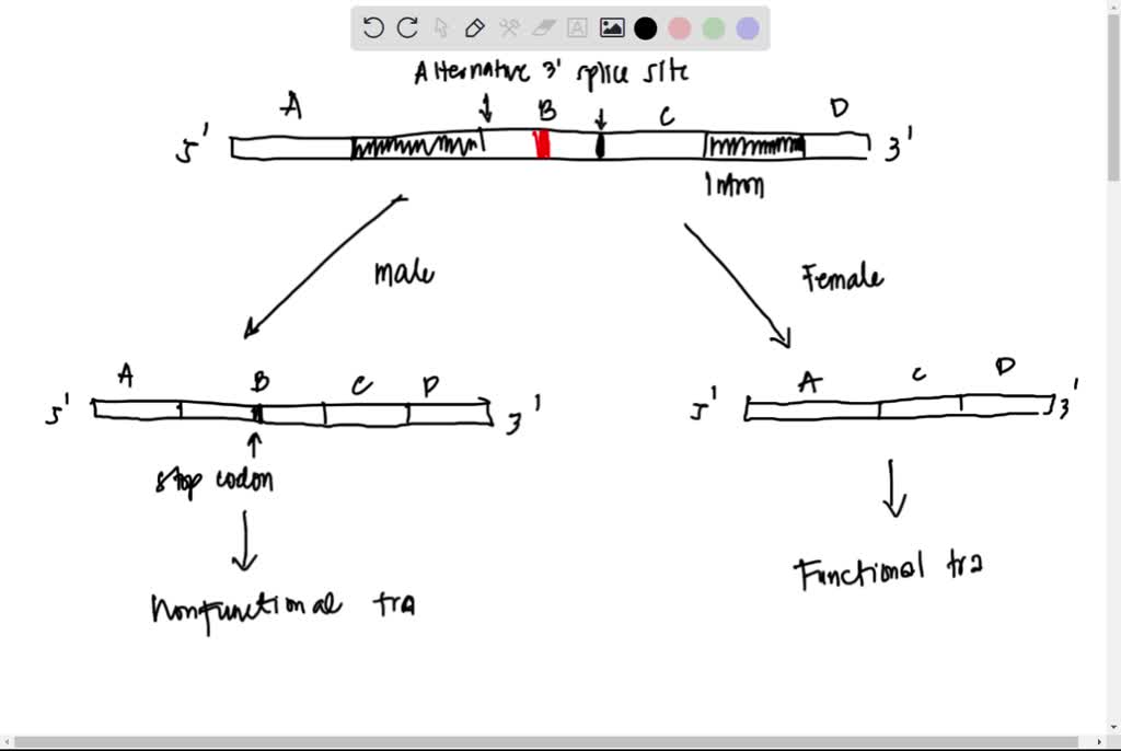 Solved Sex Determination In Drosophila Melanogaster Is Regulated By Alternative Splicing Of The