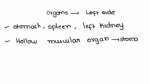 what-organs-are-located-on-the-left-side-in-the-vicinity-of-the-diaphram-47372