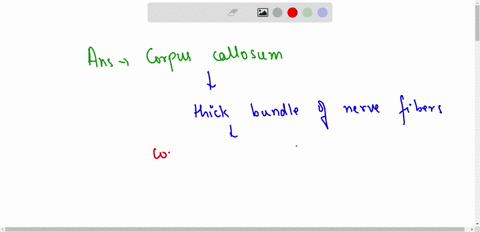 what-white-matter-structure-connects-the-two-cerebral-hemispheres-longitudinal-fissure-lateral-ventricles-corpus-callosum-diencephalons-66009