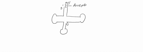 diagram-and-label-a-trna-molecule-21087