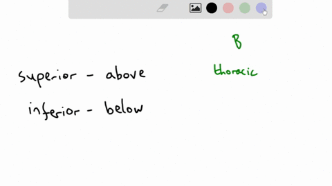 28-which-of-the-following-is-superior-to-the-abdominal-region-patellar-thoracic-inguinal-crural