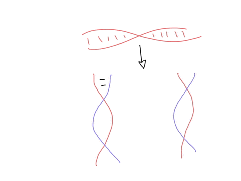 semiconservative-replication-implies-that-group-of-answer-choices-a-each-of-the-new-double-stranded-dna-molecules-contains-one-of-the-original-intact-strands-and-one-completely-new-strand-b-44333