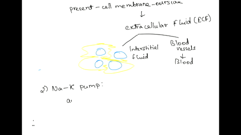 1-the-fluid-in-the-blood-is-an-example-of-a-intracellular-fluid-b-extracellular-fluid-c-interstitial-fluid-d-both-b-and-c-2-the-sodium-potassium-pump-functions-to-pump-a-sodium-ions-out-of-t-66544