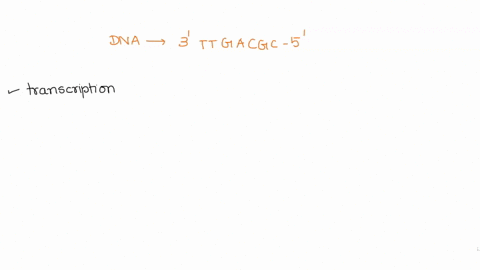 a-portion-of-dna-has-the-sequence-3-ttgacgc-5-the-sequence-of-rna-that-is-transcribed-from-this-sequence-is-select-one-a-5-aactgcg-3-b-3-uucagcg-5-c-5-gcgucaa-3-d-5-aacugcg-3-i-got-c-38072