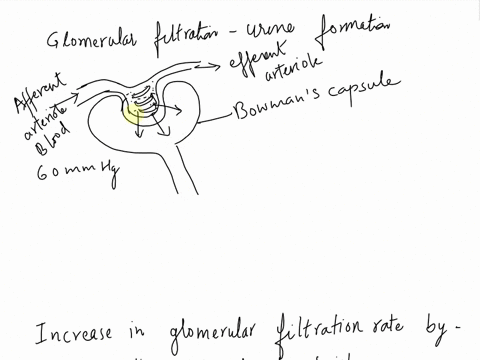 filtration-the-first-step-in-blood-processing-is-a-physical-process-that-occurs-in-the-kidneys-25-million-renal-corpuscles-as-blood-flows-through-glomerular-capillaries-water-and-small-solut-83547