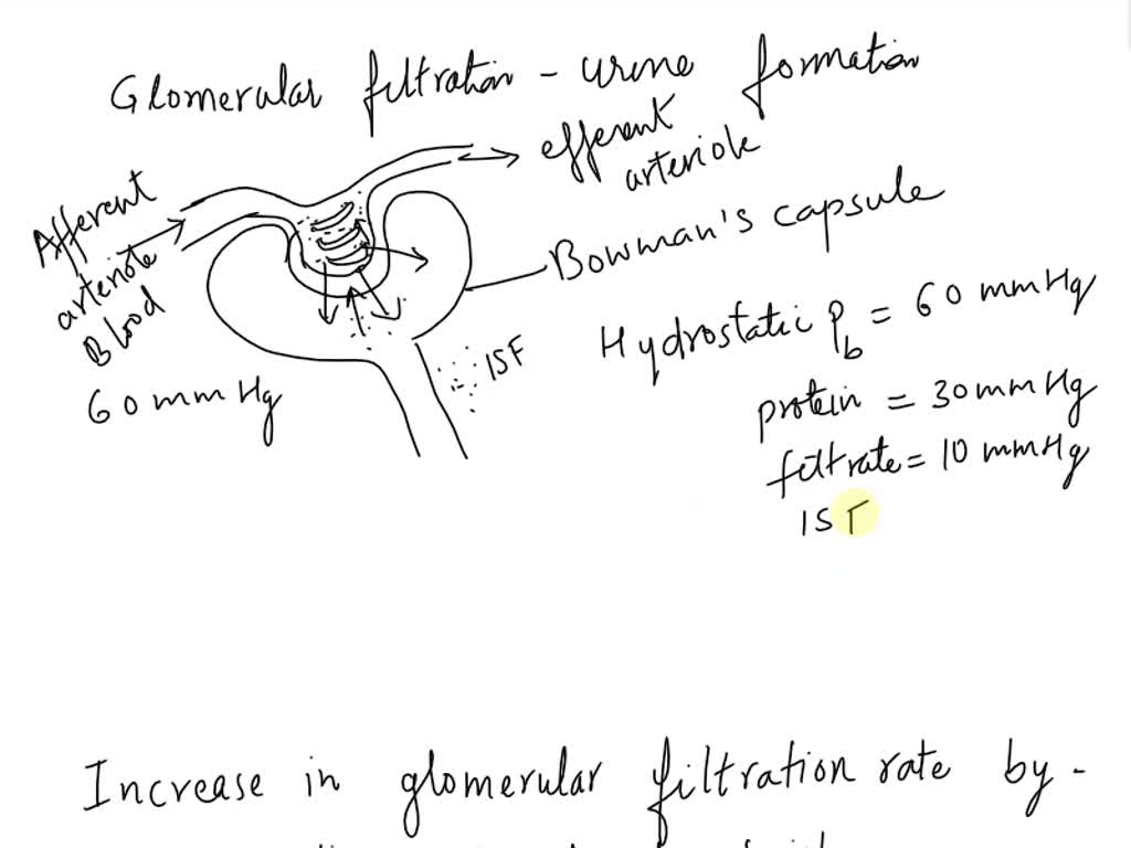 SOLVED Filtration, the first step in blood processing, is a physical