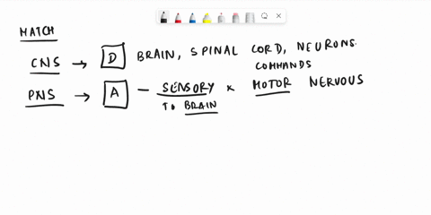 patts-of-the-ncrvous-syzem-central-ncrvous-system-the-peripheral-rervous-syttem-somauc-nervous-system-auronomic-ncnvous-syttem-sympathetic-nervous-systcm-parasympathetit-nervous-system-the-s-43544