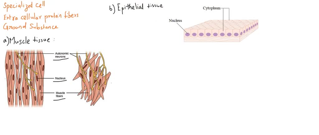 SOLVED: Specialized cells, extracellular protein fibers, and ground ...