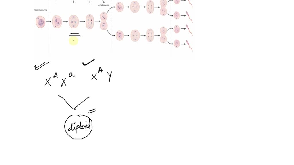 SOLVED For a species with a haploid number of 23 chromosomes (e.g