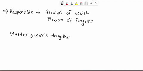 the-posterior-group-of-forearm-muscles-is-responsible-fora-flexion-of-the-wrist-d-both-a-and-b-are-correctb-flexion-of-the-fingers-e-all-of-these-are-correctc-extension-of-the-fingers-05193