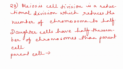 question-23-4-points-a-germ-line-cell-is-diploid-and-has-10-total-chromosomes-how-many-chromosomes-will-be-in-each-gamete-if-meiosis-happens-normally-question-24-4-points-a-germ-line-cell-is-31179