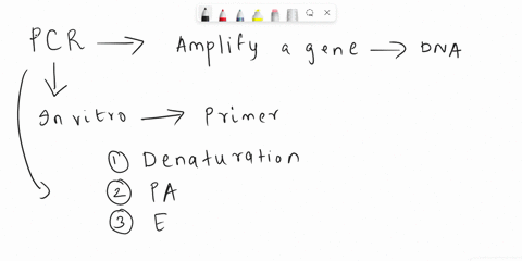 a-molecular-technique-in-which-dna-sequences-between-twooligonucleotide-primers-can-be-amplified-is-known-as-a-southern-blotting-b-northern-blotting-c-polymerase-chain-reaction-d-dna-replica-49997