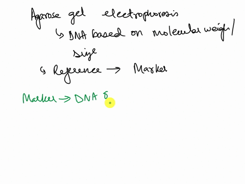 why-is-a-marker-used-when-running-the-fragment-through-the-gel-when-it-comes-to-dna-59274