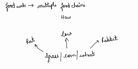 create-a-food-web-corn_grass-wheat-vegetation-rabbit-eats-corn-grass-wheat-vegetation-rat-eats-corn-grass-wheat-vegetation-coweats-grass-corn-wheat-vegetation-hawk-eats-rabbits-rat-fox-eats-65108