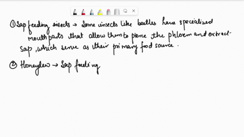 phloem-is-a-food-sources-for-some-animals-howcan-you-justify-the-statement-05235