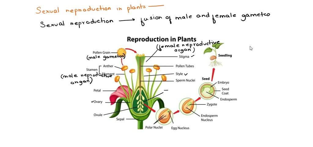 SOLVED: Which of these is an example of sexual reproduction in plants ...