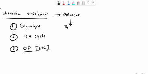 aerobic-respiration-is-the-process-of-what-a-releasing-energy-from-atp-by-removing-a-phosphate-group-b-breathing-c-releasing-energy-through-the-oxidation-of-glucose-d-releasing-energy-from-g-78647