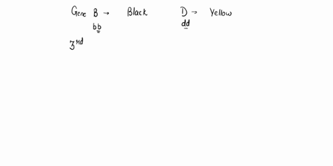 in-rats-gene-b-produces-black-coat-color-if-the-genotype-is-b-but-black-pigment-is-not-produced-if-the-genotype-is-bb-at-an-independent-locus-gene-d-produces-yellow-pigment-if-the-genotype-i-25889