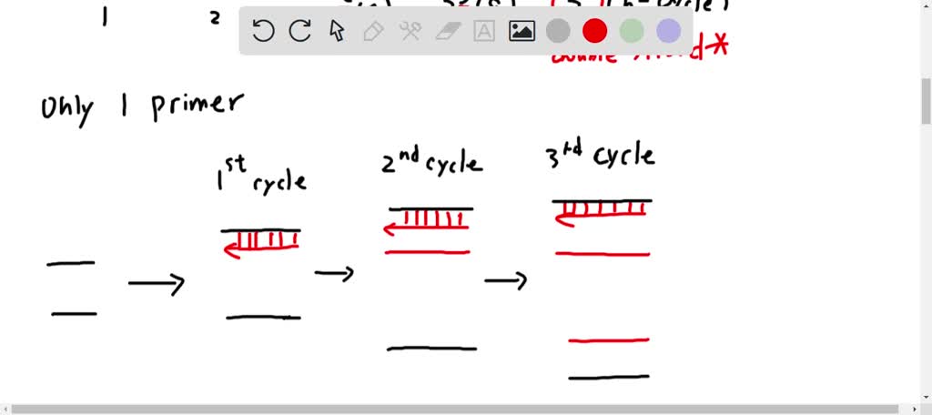 VIDEO solution: 16 Explain why both a forward and reverse primer are ...