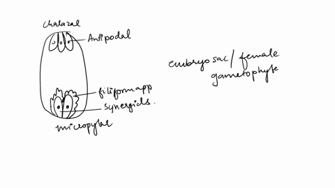 explain-what-double-fertilization-is-and-its-outcome-in-plants-what-types-of-plants-undergo-double-fertilization-in-angiosperms-what-is-the-function-of-the-endosperm-what-advantage-does-this-92195