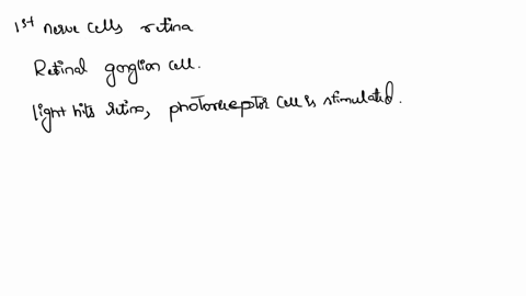 the-first-nerve-cells-light-will-encounter-when-it-reaches-the-retina-are-called-34904