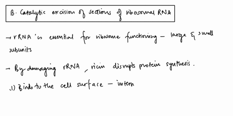 ricin-is-a-typical-naturally-occurring-toxin-consisting-of-two-components-one-that-facilitates-cell-entry-and-one-that-causes-the-toxic-effect-its-toxic-mechanism-involves-a-blocking-of-an-e-19919