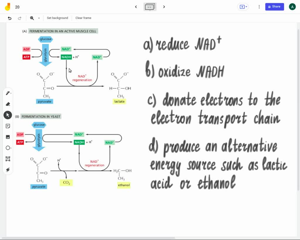 SOLVED From a cellular perspective the purpose of fermentation is to