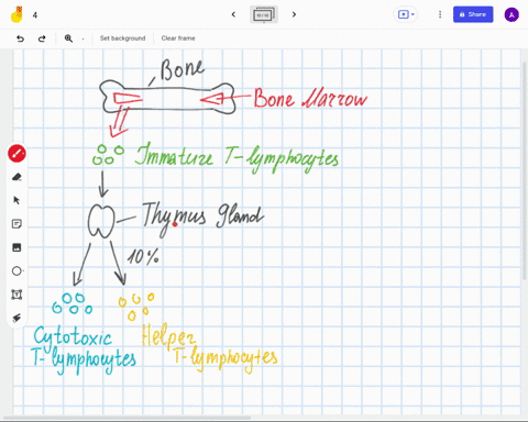 which-organ-do-t-cell-migrate-to-for-maturity-show-diagram