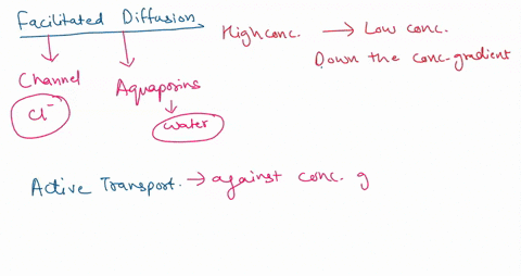 question-1-active-transport-differs-from-facilitated-diffusion-in-that-a-ions-are-not-transported-via-active-transport-only-by-facilitated-diffusion-b-active-transport-requires-a-protein-com-77874