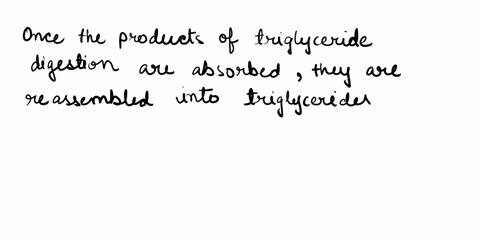 3points-once-the-products-of-triglyceride-digestion-are-absorbed-they-are-reassembled-into-triglycerides-and-packaged-into-small-transport-vesicle-that-are-then-chylamicron-into-the-lacteals-66773
