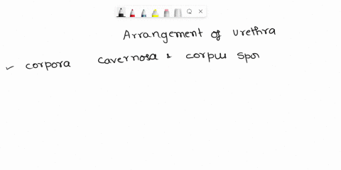 according-to-the-anatomical-arrangement-of-the-urethra-through-which-tissue-does-the-urethra-course-through-a-corpus-spongisum-b-corpora-cavernosa-c-corpus-deferens-d-stratified-epithelium-w-86408
