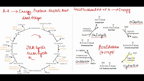 question-the-series-of-steps-in-beta-oxidation-that-are-similar-from-succinate-onward-in-the-tca-cycle-involve-a-fatty-acyl-coa-oxidation-hydration-oxidation-and-thiolysis-b-fatty-acyl-coa-o-80602
