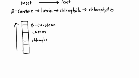 pre-lab-exercise-using-the-diagrams-of-the-molecular-structures-of-our-four-pigments-predict-the-order-of-pigments-on-chromatography-sheet-remember-that-the-least-polar-molecules-will-run-fa-73149