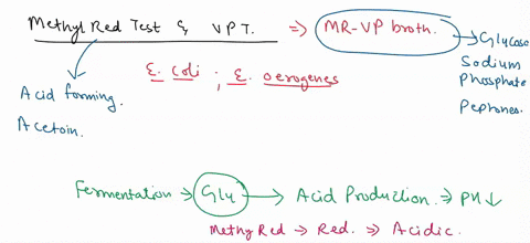 review-questions-although-methyl-red-test-ad-voger-prauskuer-test-uses-the-same-medium-mr-vp-broth-ecoliand-e-aerogenes-is-giving-different-colors-in-each-test-see-the-figure-below-please-ex-19434