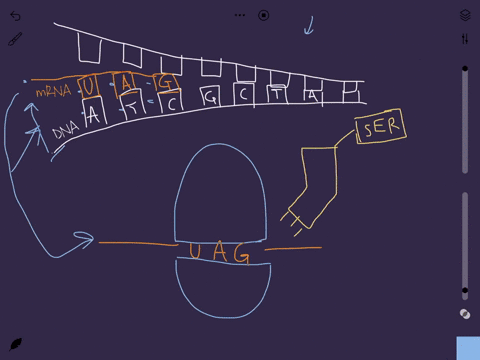 what-happens-when-one-base-pair-of-dna-is-lost-from-the-coding-region-of-a-gene-because-of-mutation-first-explain-how-this-would-affect-the-mrna-sequence-and-second-explain-how-this-would-al-20823
