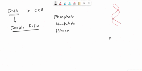 which-of-the-following-statements-about-double-stranded-dna-is-false-the-backbone-contains-alternating-ribose-sugar-and-phosphate-groups-the-strands-are-formed-by-nucleotides-linked-together-03528