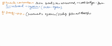 1-a-during-muscle-contraction-how-do-the-conformational-states-of-the-myosin-head-and-the-interaction-between-myosin-and-actin-change-and-how-does-that-lead-to-muscle-function-b-in-the-muscl-04119