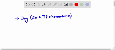 if-an-adult-dog-has-78-chromosomes-the-number-of-chromosomes-in-a-dogs-sperm-cell-will-be-93254