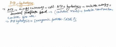 describe-how-energy-releases-through-atp-hydrolysis-73649